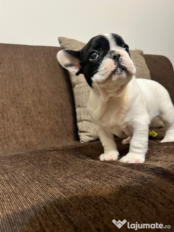 Bulldog francez Vand