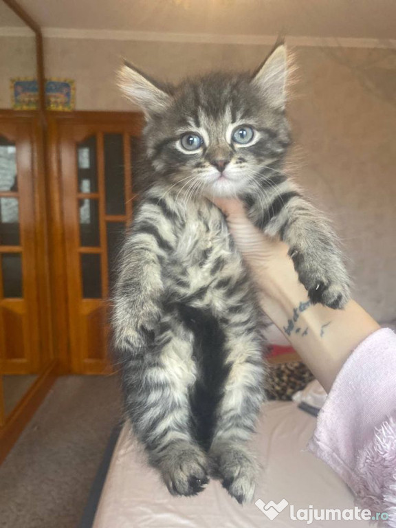 Norvegiana de pădure