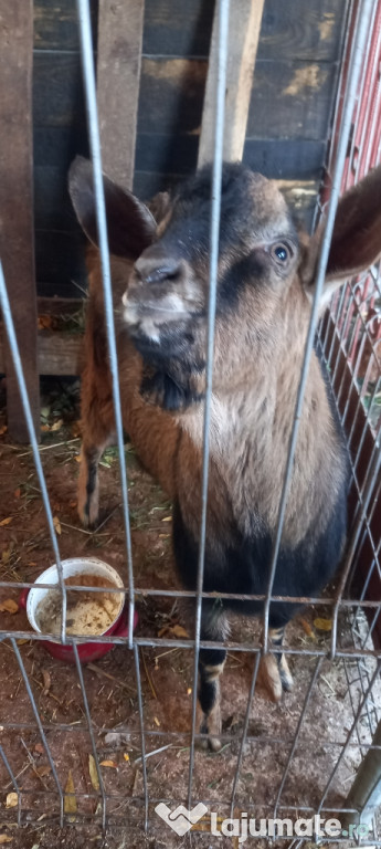 Vând tap tânăr tap