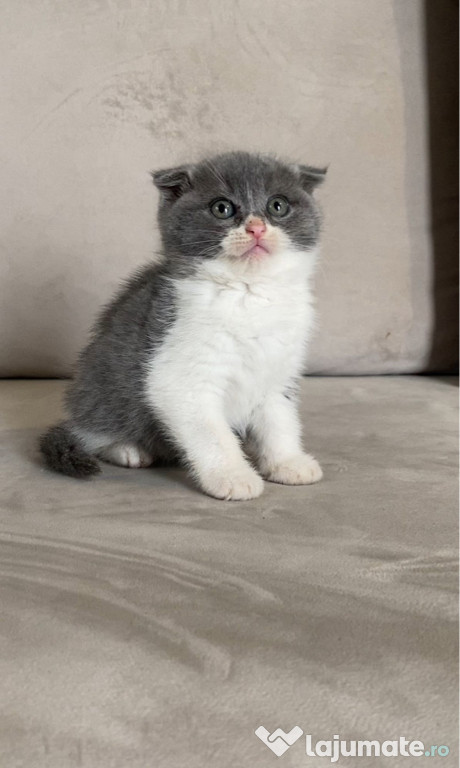 Scottish fold pisoiasi