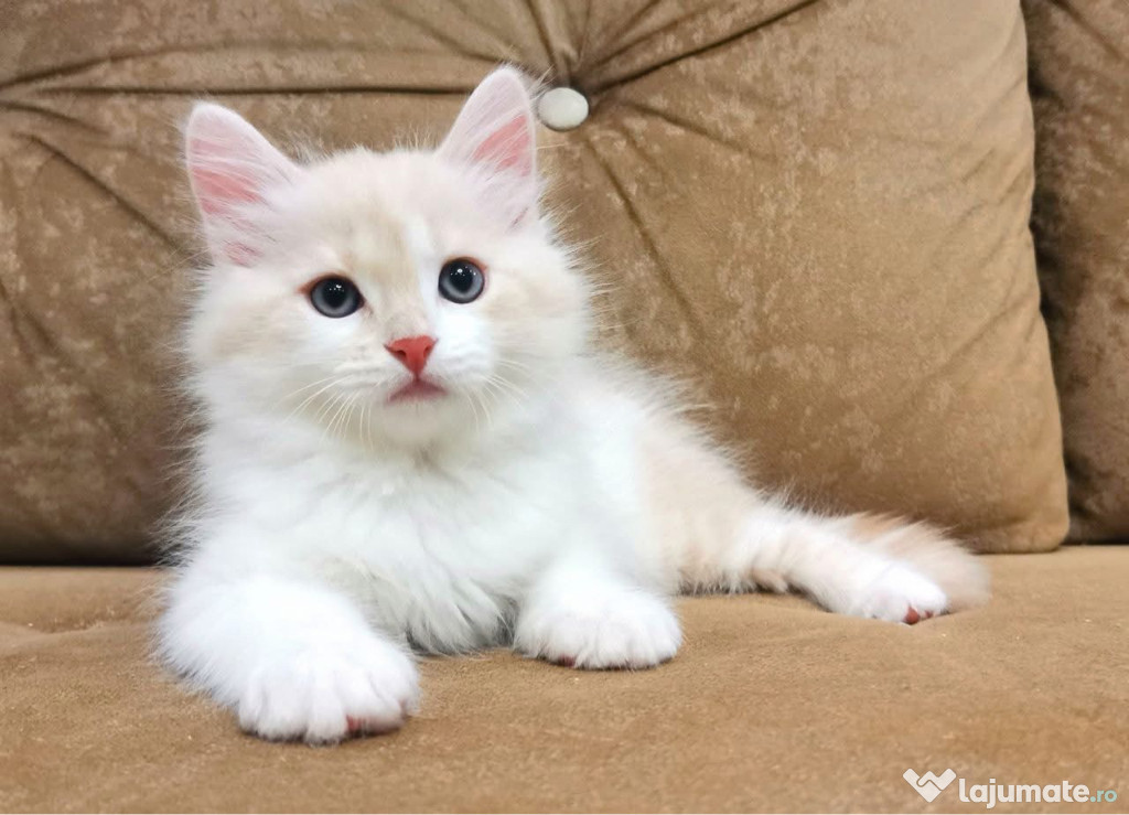 Siberiană de pădure puișori