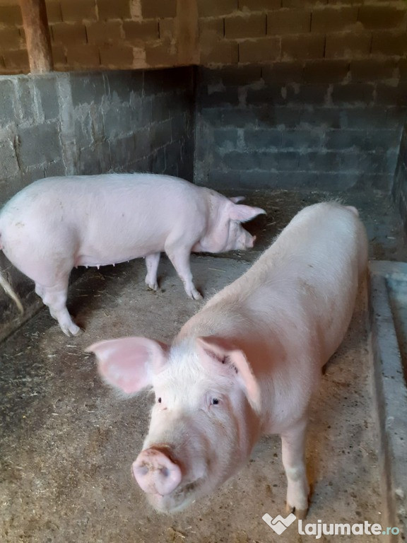 Vand/arvonesc porci pt Craciun