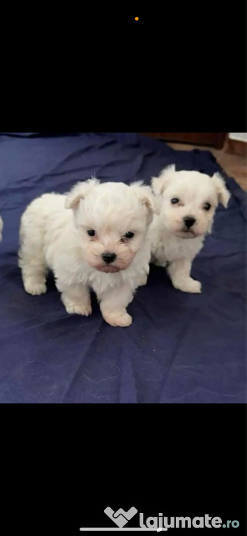 Bichon maltez 3 fete