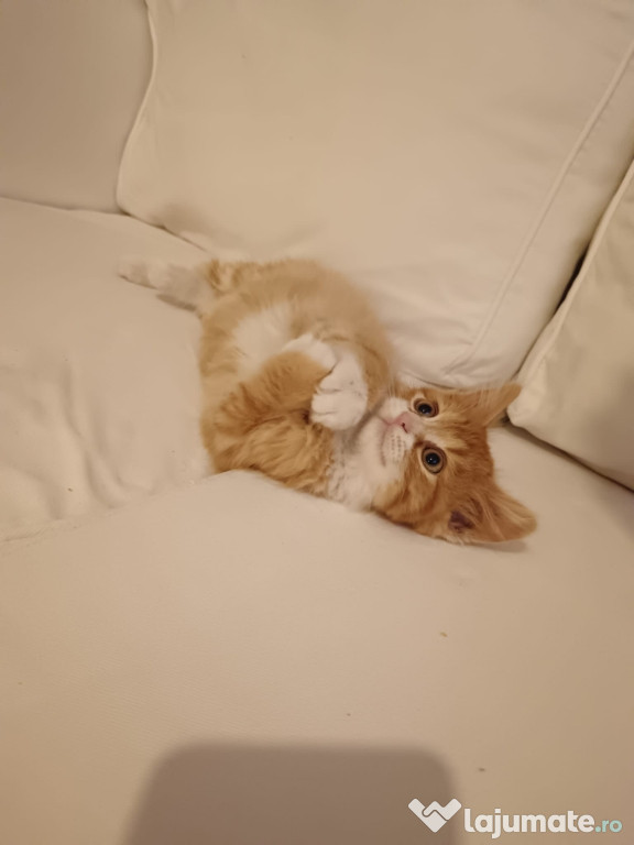 Norvegian de pădure