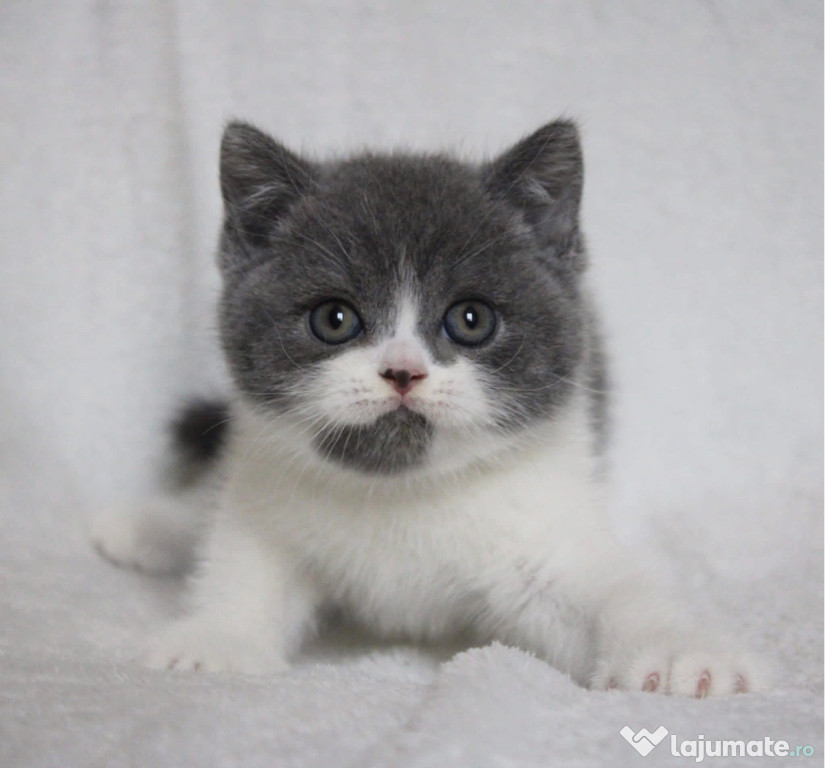 British shorthair