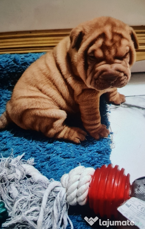 Shar pei cu pedigree