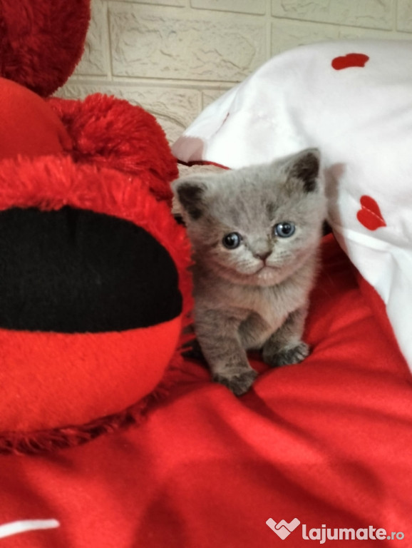Pisici British Shorthair