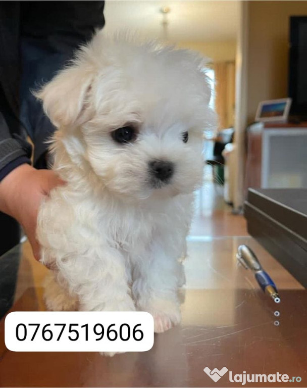 Bichon maltez mini toy