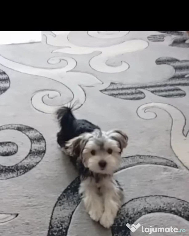 Vând cățelușă vârsta 6 luni rasă Yorkshire