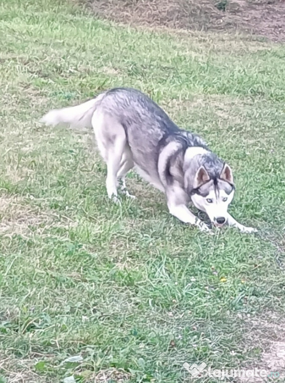 Vând husky iubitor