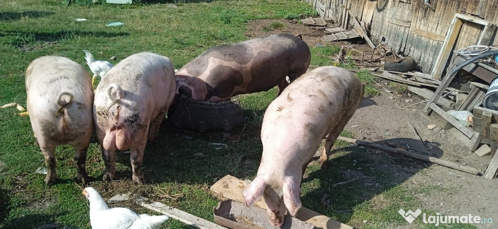 Vând porci și curcani