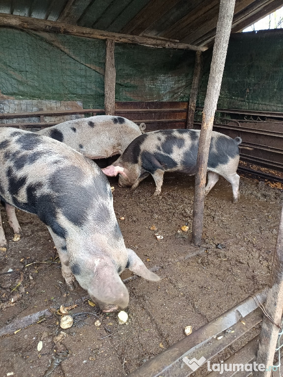 Vând porci crescuți natural