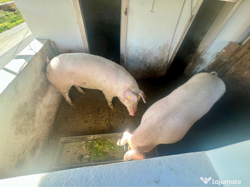 Porc de Crăciun bio