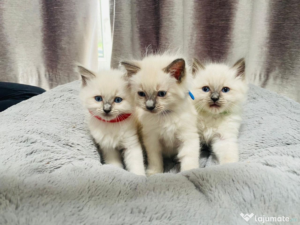 Pisicuțe ragdoll masculi și femele disponibile.