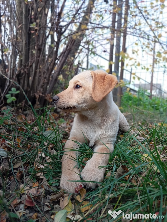 Femelă labrador disponibilă