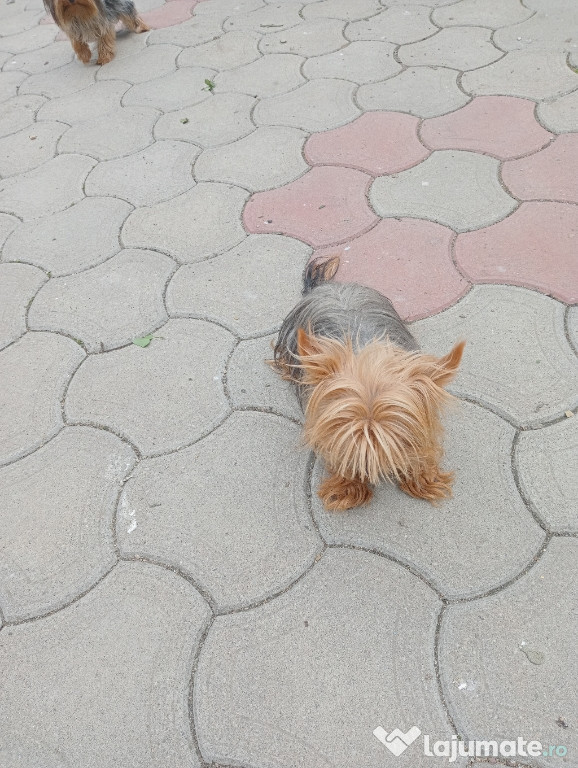 Yorkshine terrieri mini