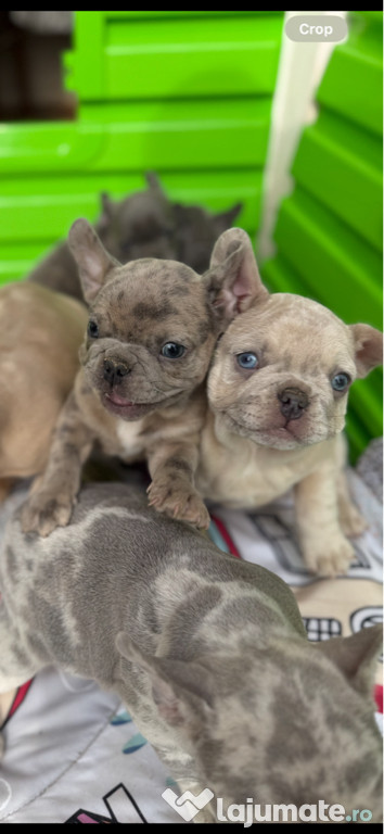 Bulldog Francez Merle 10 sapt
