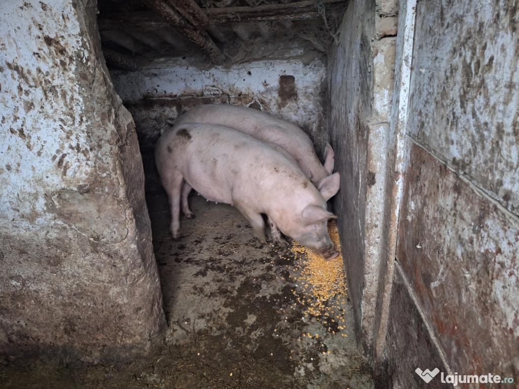 Vând porci bio pentru Craciun