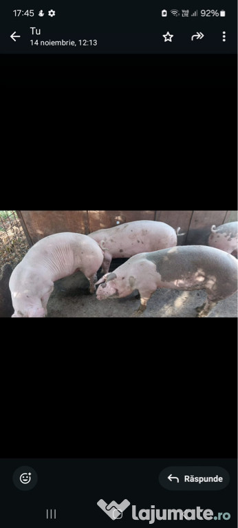 Porc de vânzare viu