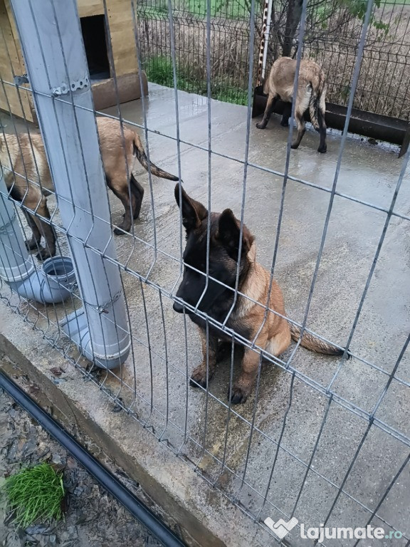 Căței ciobănesc belgian malinois