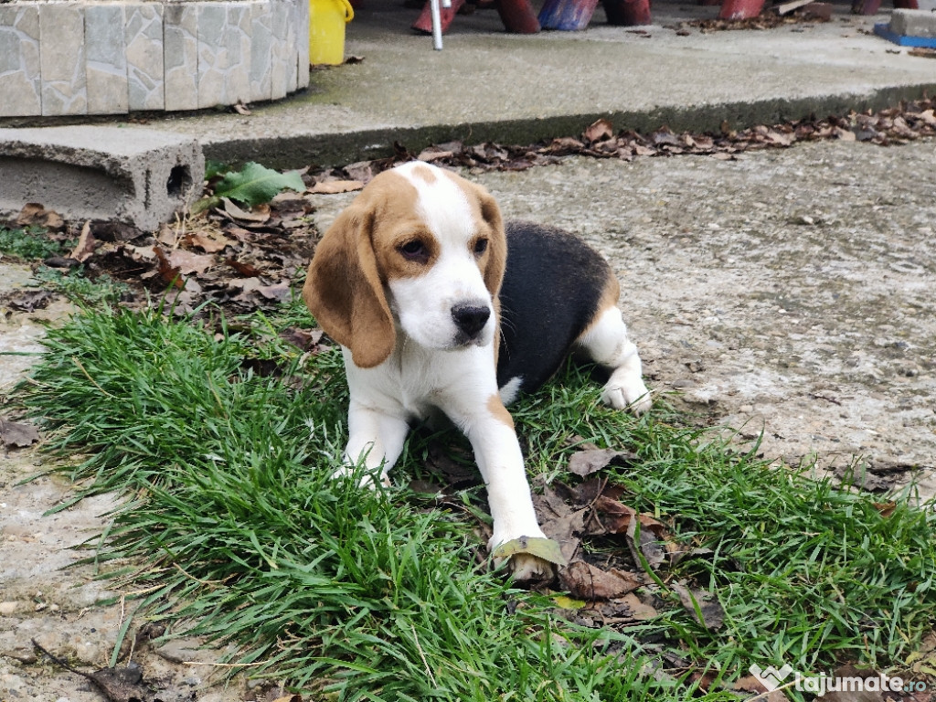 Beagle tricolor vaccinat, deparazitat