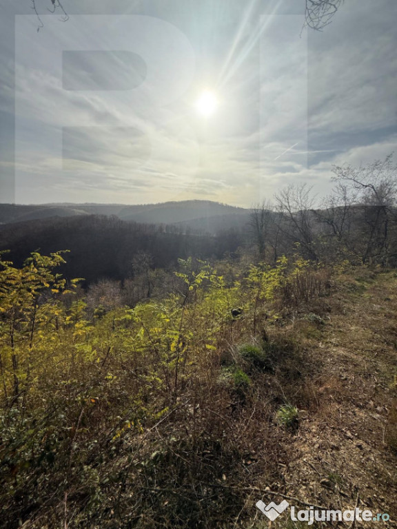 Teren extravilan impadurit, 8271 mp ideal pentru investitie.