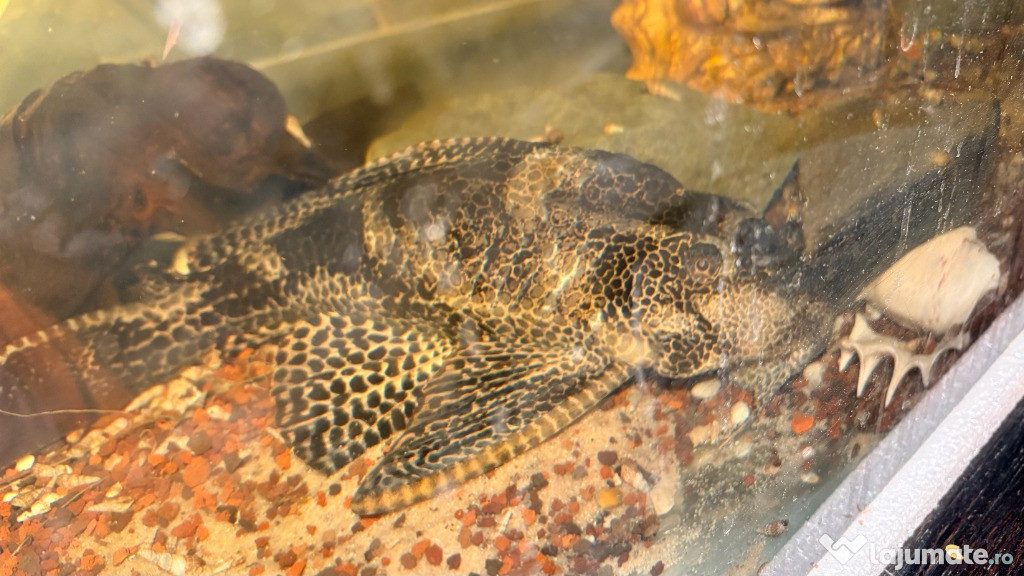 Donez / Ofer gratuit un peste celui care are acvariu