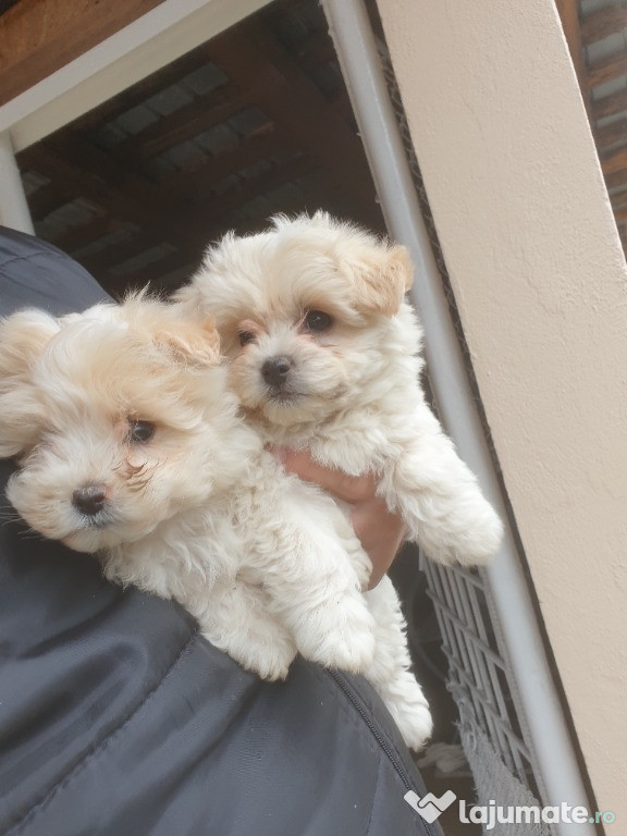 Căței bichon foarte frumoși