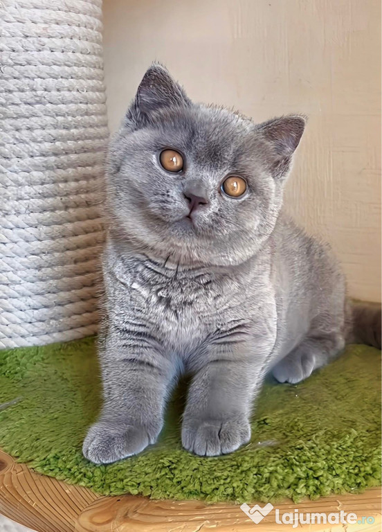 British shorthair blue