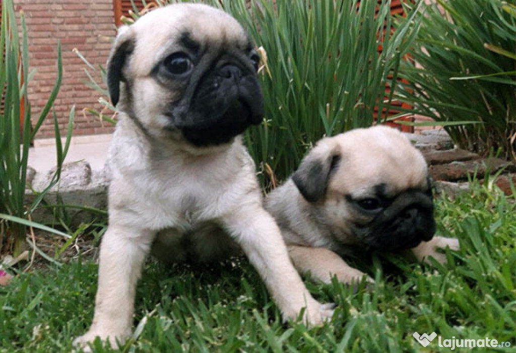 Căței pug carlino de adoptat.