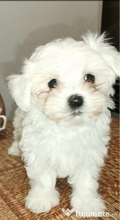 Bichon maltesse minii toy