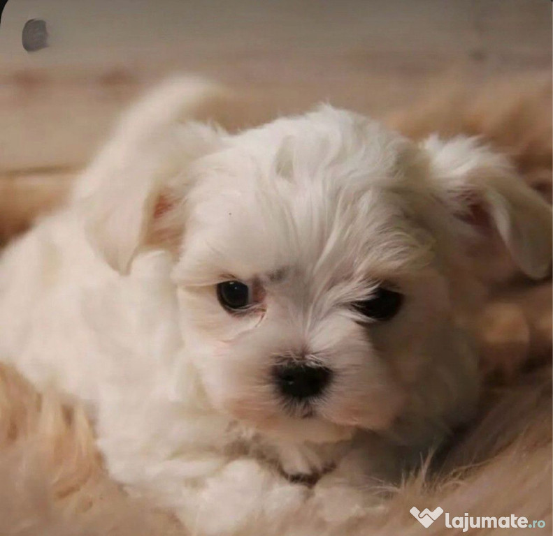 Bichon maltez alb varsta 2 luni sii