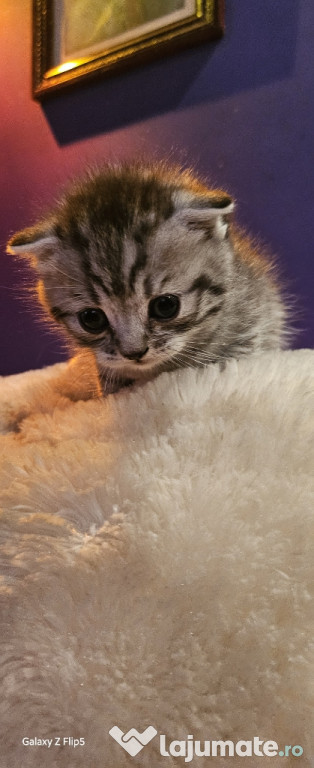 Scottish Fold tigrat