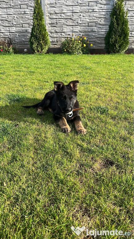 Vând câine băiat ciobănesc german