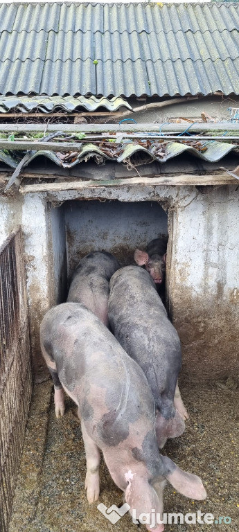 Vând porci de tăiat