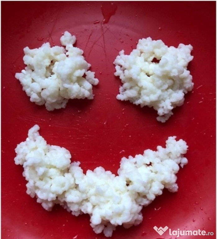 Ciupercă tibetană pt chefir