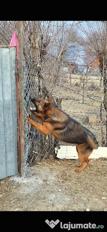 Donez catea ciobanesc german