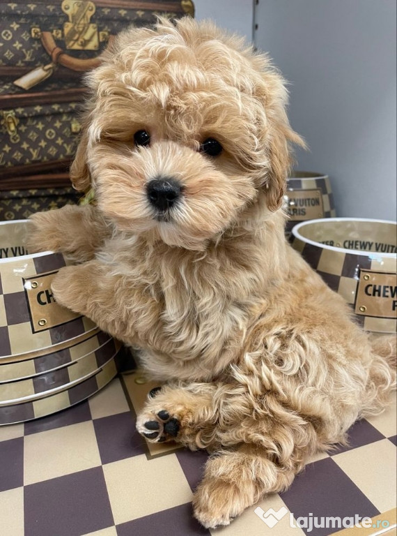 Maltipoo poodle mini toy