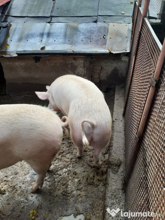 Vând porc pentru Crăciun