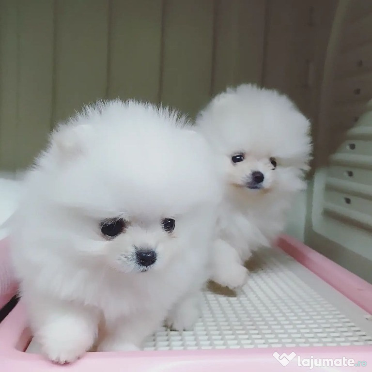 Pui Pomeranian mini toy ,
