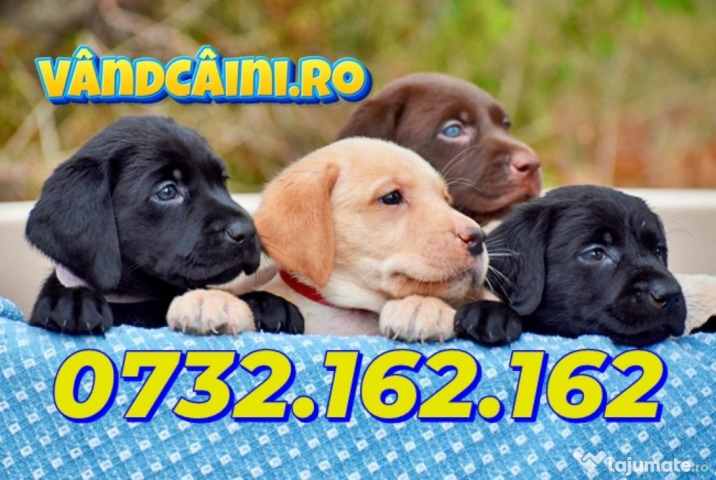 Labrador de vanzare cu Factura-Microcip-Carnet-Livrare la Bucuresti