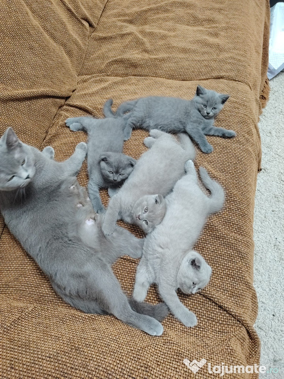 Vând pui de british