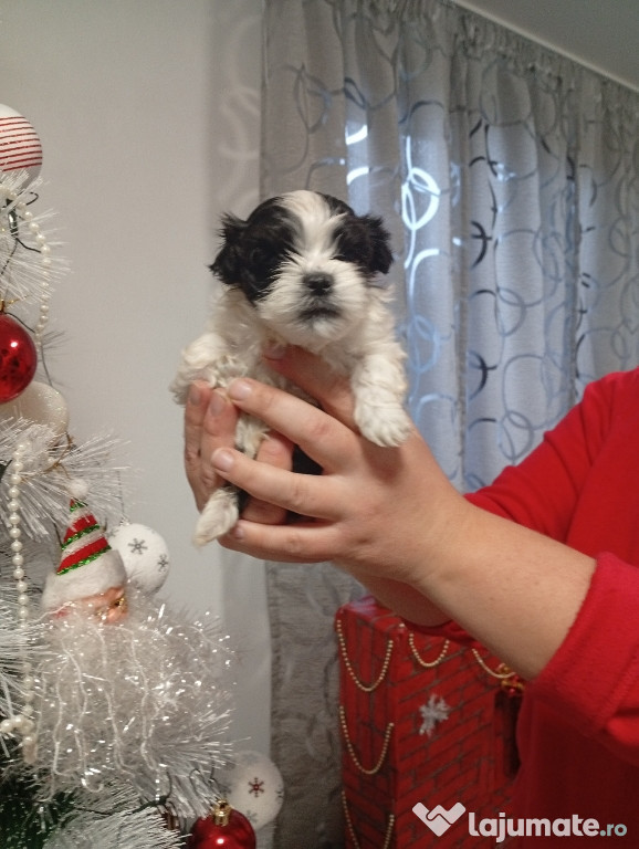 Caine Shitzu ( fetița)