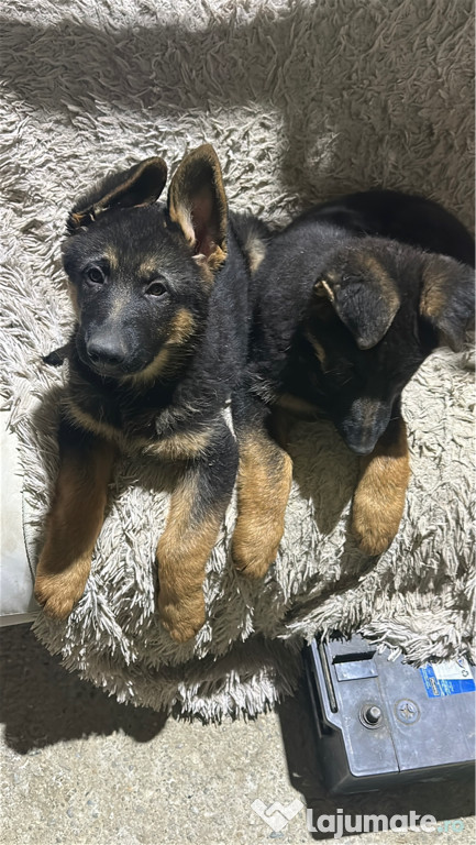 Pui Ciobănesc german