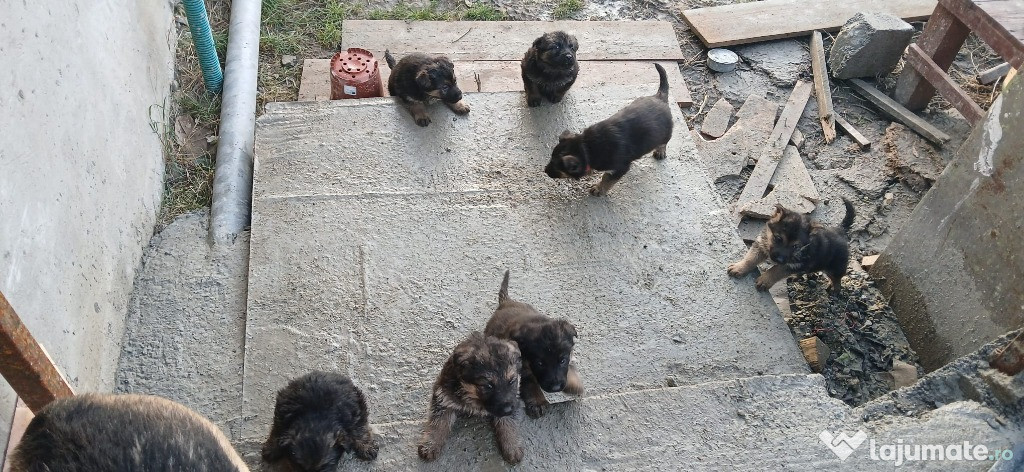 Pui ciobanesc german