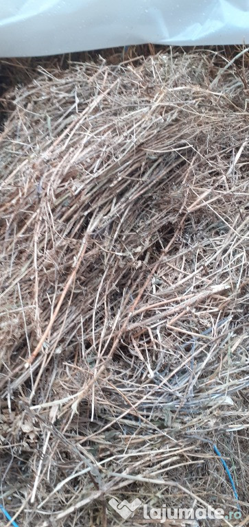 Baloti lucerna coasa 1, 30 buc , Darasti Ilfov