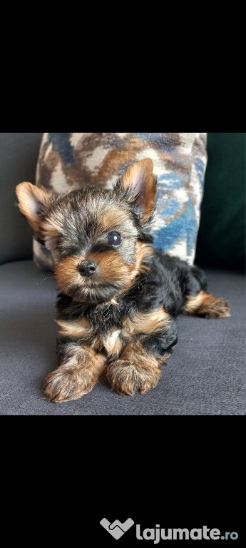 Yorkshire terrier talie mica