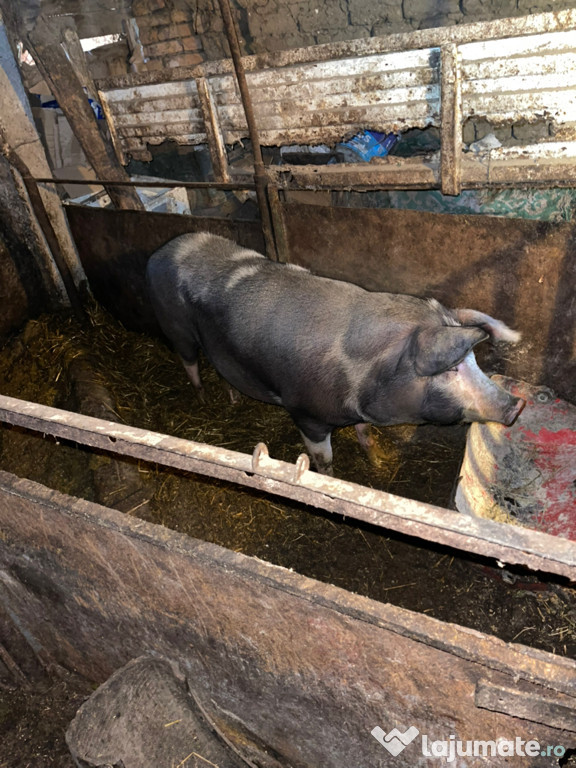Porci de vânzare AFUMAȚI