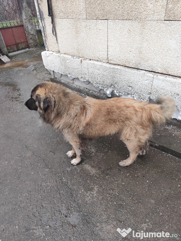 Câine ciobănesc mascul caută altă casă,accept și schimb.