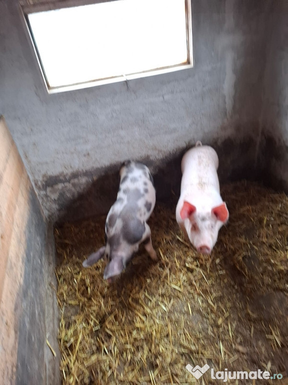 Porcii de vânzare!!